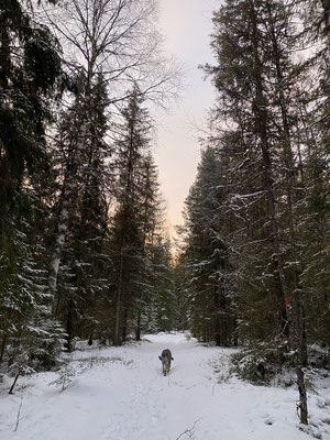 Schön durch den Winterwald spazieren...