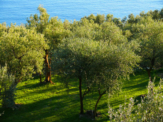 Olive trees and the sea