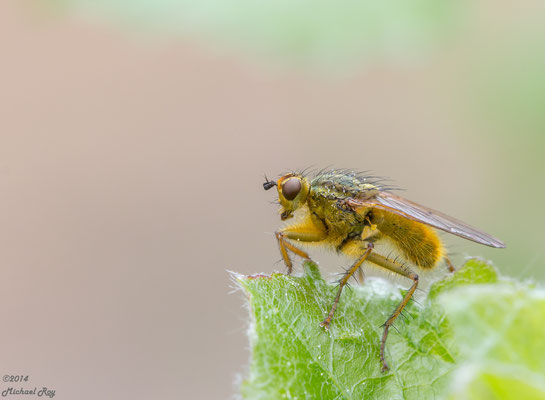 Gelbe Dungfliege (Scathophaga stercoraria)