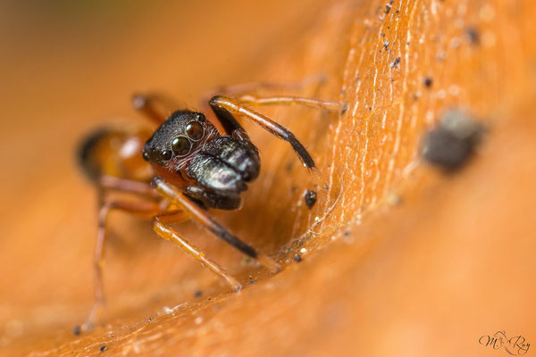Ameisenspringspinne (Myrmarachne formicaria) ♂