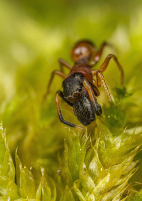 Ameisenspringspinne (Myrmarachne formicaria) ♂