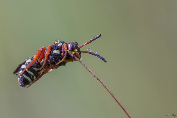 Rotbeinige Wespenbiene