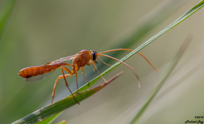 Rote Schlupfwespe (Ophion Luteus)