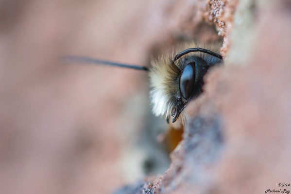 Gehörnte Mauerbiene (Osmia cornuta)