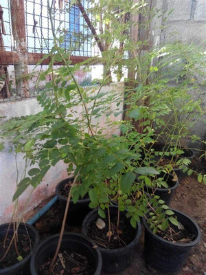Sawat-Sämlingspflanzen wachsen wie Kletterrosen und sind mindestens ebenso stachelig!