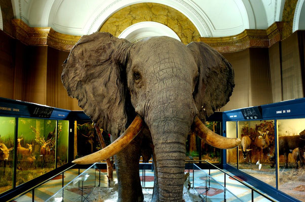 The Royal Museum of Central Africa in Tervuren (MRAC/KMMA) - © François Struzik - simply human 2009 - Belgium