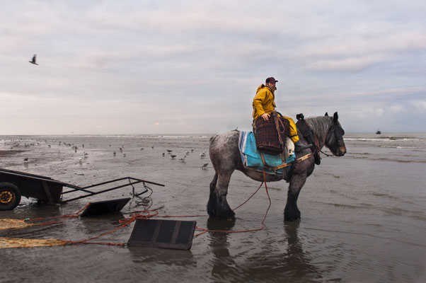 Horseback shrimp fishermen of the North Sea - Belgium- © François Struzik - simply human 2009