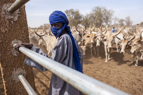 Dahra,  cow herders, SOS Faim - Djolof, Senegal © François Struzik - simply human 2017