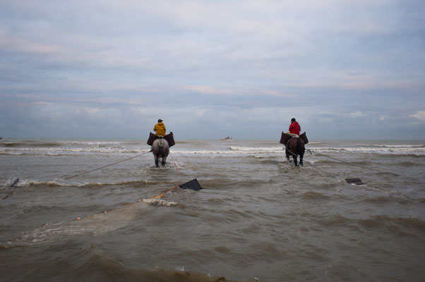 Horseback shrimp fishermen of the North Sea - Belgium- © François Struzik - simply human 2009