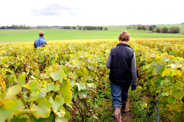 Ruffus vineyard - Belgium © François Struzik - simply human 2013-14