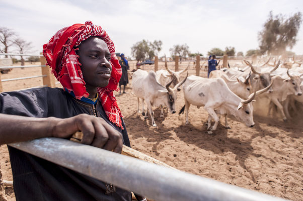 Dahra,  cow herders, SOS Faim - Djolof, Senegal © François Struzik - simply human 2017