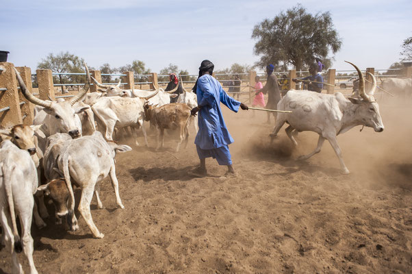 Dahra,  cow herders, SOS Faim - Djolof, Senegal © François Struzik - simply human 2017