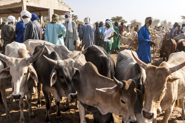 Dahra,  cow herders, SOS Faim - Djolof, Senegal © François Struzik - simply human 2017