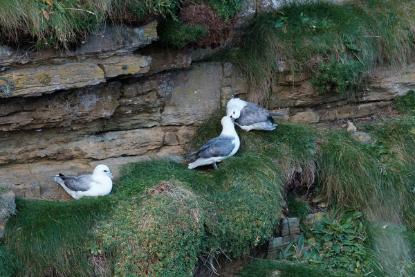 Duncansby Head