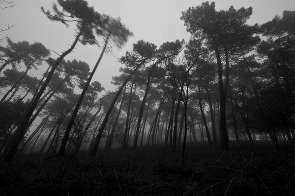 Luca Cortese - Forest nightmare , 2013