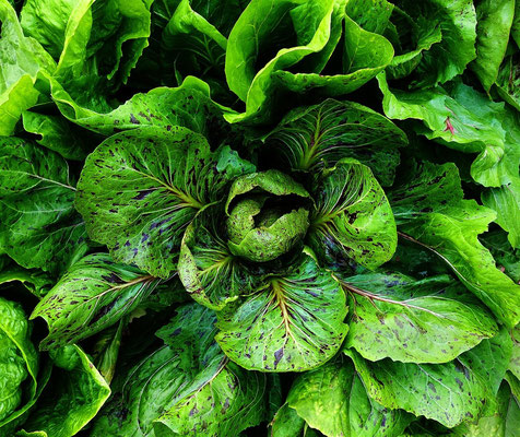 Chicorée salade. © Pixabay