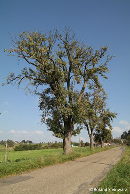 Einer der ältesten Obstbäume des Rhein-Sieg-Kreises: eine 250 Jahre alte Ölligsbirne bei Söven