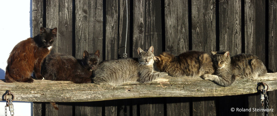  Katzen sonnen sich auf einem Anbindebalken. 2 Einzelfotos