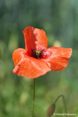 Mohn