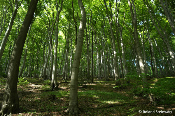 Buchenhallenwald