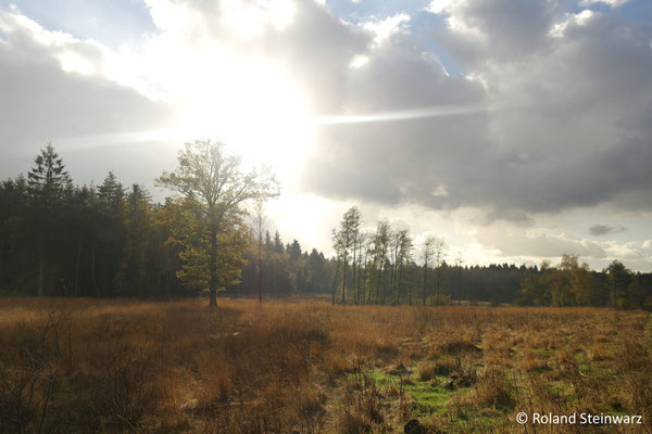 Leuscheider Heide