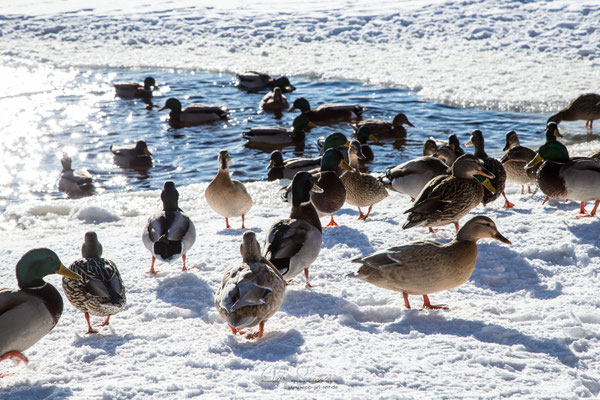 den Enten ist es Wurst