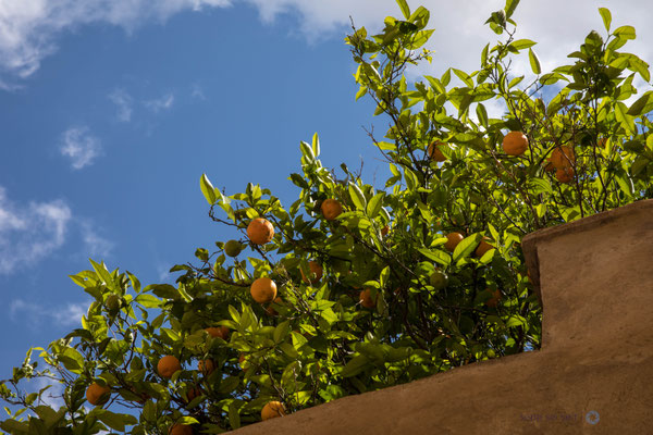 frische Orangen