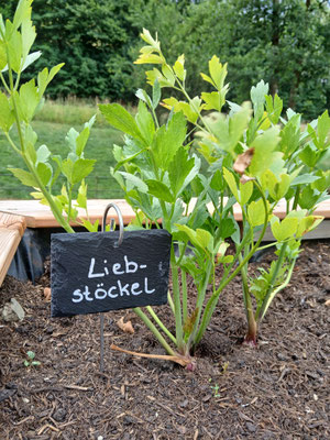 Verwendbar als Küchenkraut (bekannt als Maggikraut), Anwendung bei Verdauungsproblemen, Harnweginfekten, Menstruationsbeschwerden,  