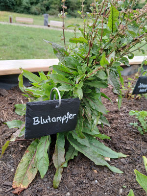 blutreinigend und antiseptisch, als Beigabe im Salat