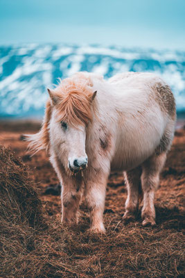 Island Iceland Horse Animal