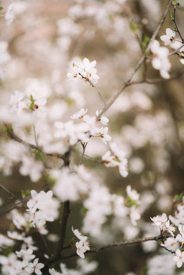 Spring Frühling Blossom