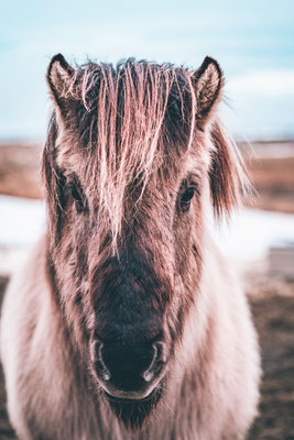 Island Iceland Horse Animal