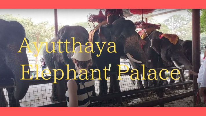 YouTube：Ayutthaya Elephant Palace｜Thailand, 2024