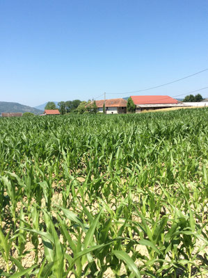 Site de Yenne