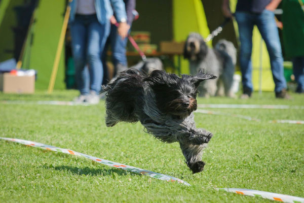 Jane beim Hunderennen