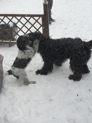 Iggy (Bibo) mit seinem Kumpel (Bero, Coopers Sohn)