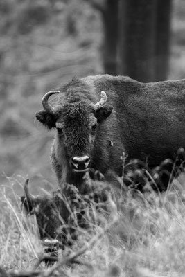 European bison, Germany, Nikon D850