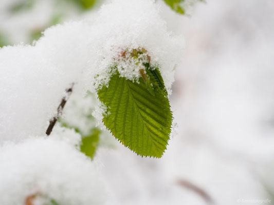 young beech leaf covered in snow, Olympus gears