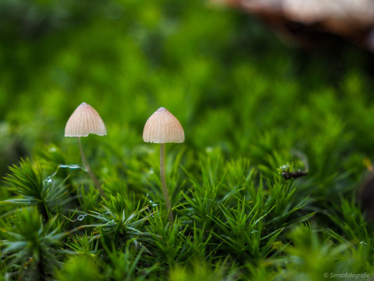 Fungi emerging from moss, Olympus gears
