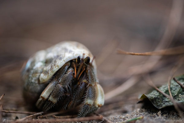 land hermit crab, Kota Kinabalu, Borneo, Nikon D850