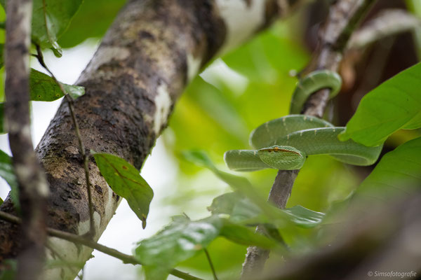 Bornean keeled green pit viper, Danum Valley, Borneo, Nikon D850