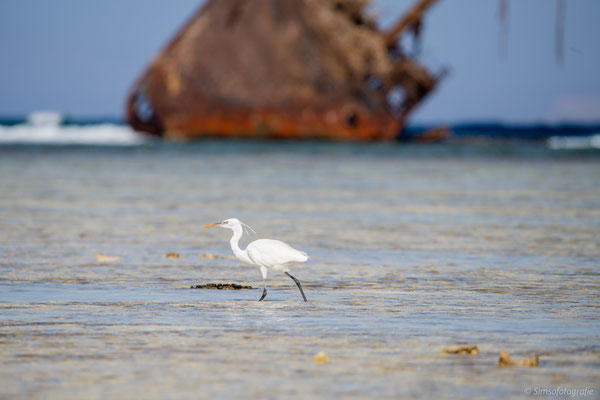 Pacific reef heron in front of a wreck, Egypt