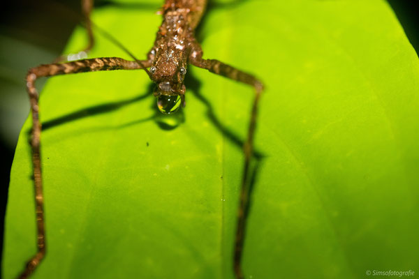 stick insect, Danum Valley, Borneo, Nikon D850