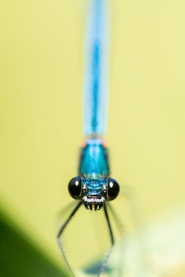 froh view of a banded demoiselle, Nikon D850
