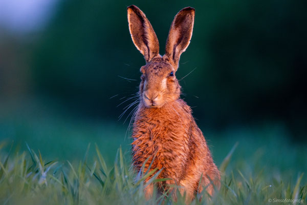 European hare, Germany, Nikon D7200