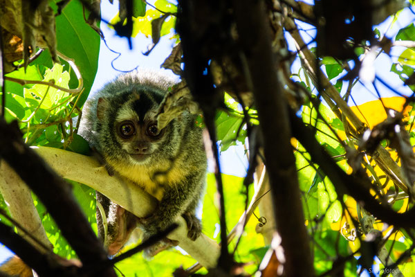 night monkey, Amber Nationalpark, Bolivia, Nikon D7200