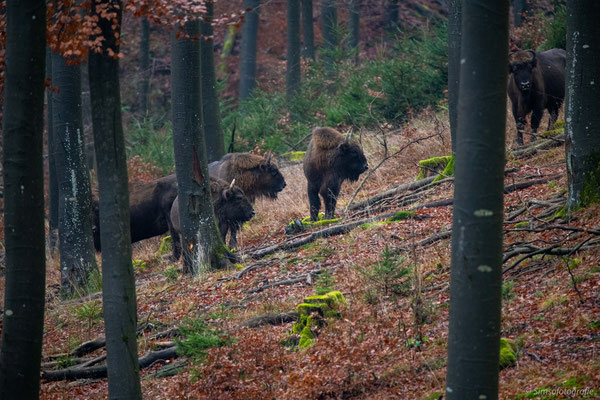 European bison, Germany, Nikon D850