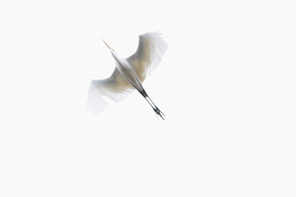 Flying, Buenos Aires, Nikon D7200, a great egret flying over my head