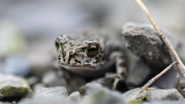 green toad, Germany, Nikon D850
