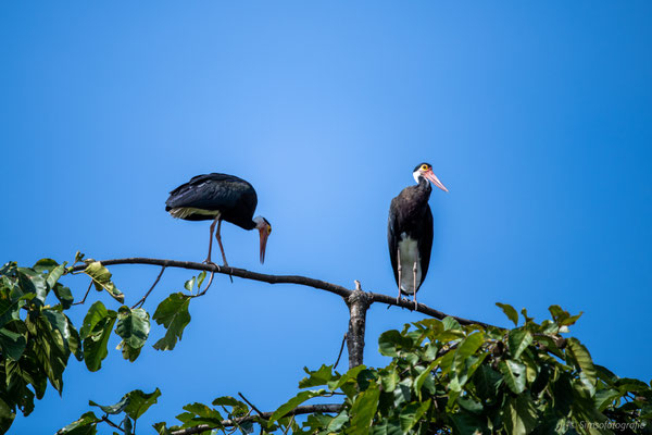 Stroms stork, Kinabatang, Borneo, Nikon D850